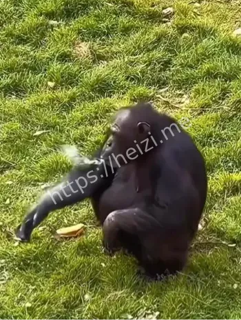 南宁动物园大猩猩抽烟视频